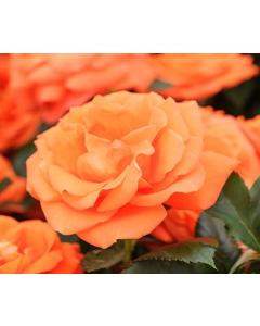 Orange Rose Plant