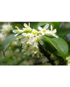 Osmanthus Olea Fragrance Plant