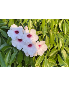 Pandorea Jasminoides ( Bower Vine ) Plant