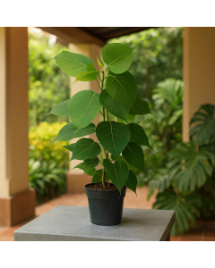 Buy Ficus Religiosa Plant, Holy Fig Tree , Pipal Plant