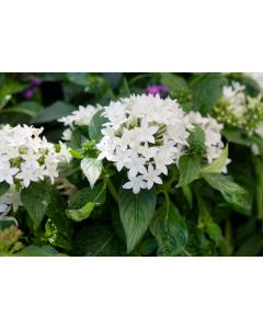 White Pentas Plant , Egyptian Star Cluster