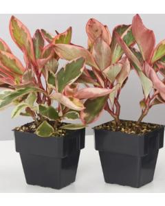 Peperomia Clusiifolia, Red Edge Peperomia