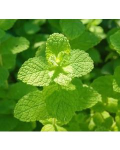 Peppermint ( Mentha Piperita ) Plant