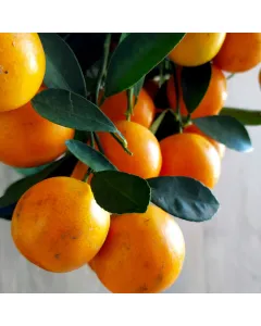 Narangi Plant ( Citrus Reticulata )