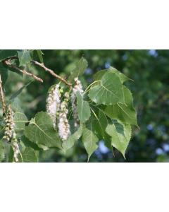 Buy Populus Deltoides, Poplar Plant 