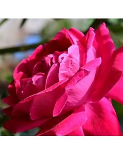 Red Rose (Desi Gulaab) Plant