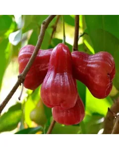 Water Apple Fruit Plant