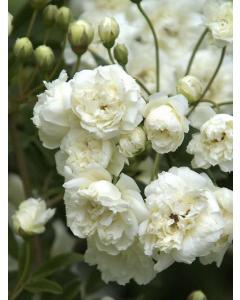 White Rosa Banksiae Plant ( Climbing Rose ), Lady Banks Rose White Flower