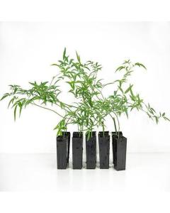 Buy Rosa Banksiae Plant ( Climbing Rose ), Lady Banks Rose Plant 