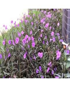 Ruellia Simplex Plant, Wild Petunia Plant 