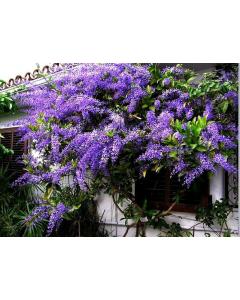 Buy Petrea Racemosa ( Volubilis ) Plant , Purple Wrath Plant 