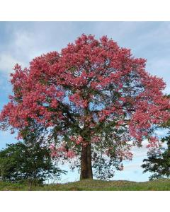 Chorisia Speciosa Plant, Silk Floss Tree Plant 