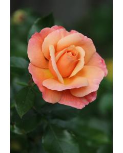 Sunset Orange Creeper Rose Plant