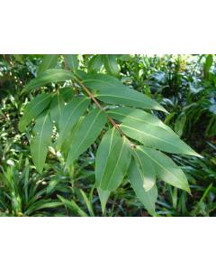 Buy Syzygium Jambos, Malabar Plum , Gulab Jamun Plant 