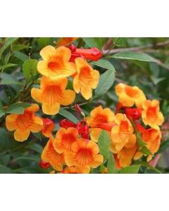 Tecoma Orange , Orange Trumpet Creeper