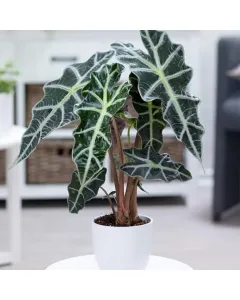 Buy Alocasia sanderiana (Kris Plant)
