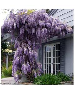 Buy Wisteria Sinensis Plant Online , Chinese Wisteria Plant - Delivery All Over India