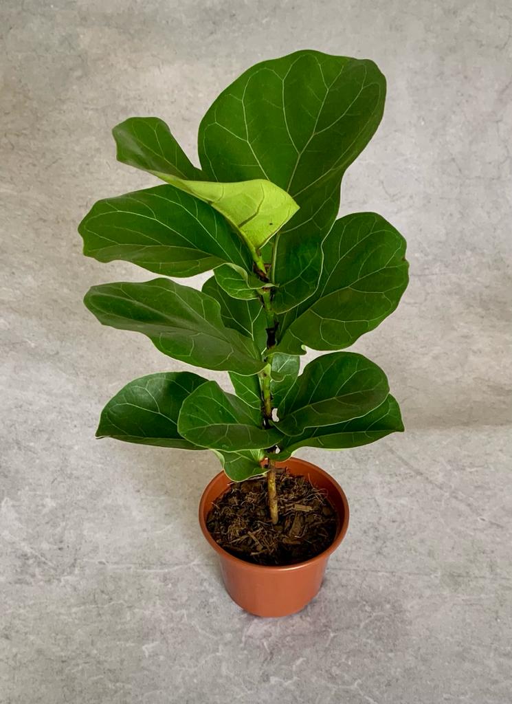 1 Large Fiddle Leaf Fig - Ficus Lyrata Tree Plant outlet or Pandurata 3' to 3 - 1/2' feet live tropical subtropical or indoor plant ficus tree