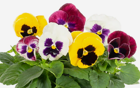 About — PANSY