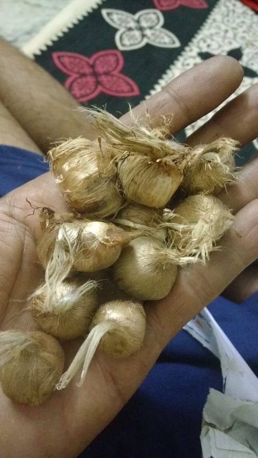 Buy Crocus Sativus Saffron ( Kesar ) Bulbs 12 Bulbs Pack