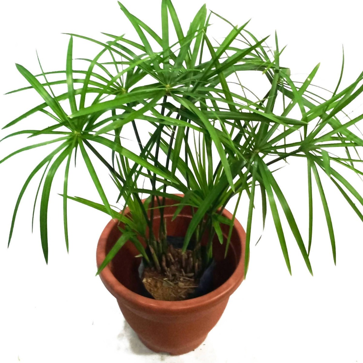 Buy Cyperus Alternifolius Plant Umbrella Palm Plant