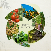 Vegetable Seeds