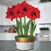 Flower Bulbs