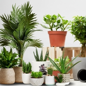 Plants