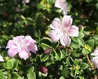 Trending Plants