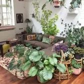 Indoor Plants