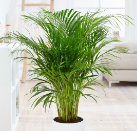 How To Treat Areca Palms Leaves Which Have Turned Yellow