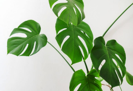 Do Houseplants Really Purify Air In Your Home ?