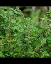 Medicinal Plants